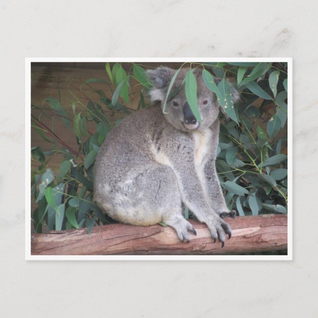 koala lövs vykort (Framsida)