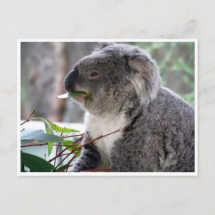 koala lunch vykort