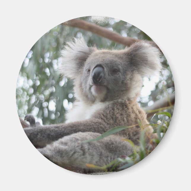 Koala Magnet (Framsidan)