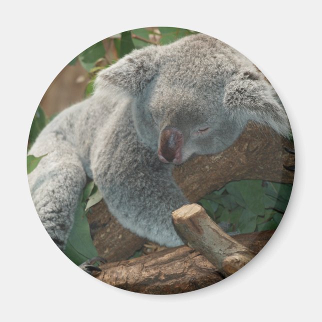 Koala Magnet (Framsidan)