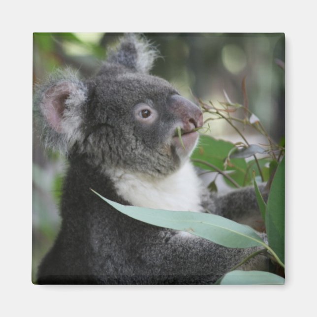 Koala Magnet (Framsidan)