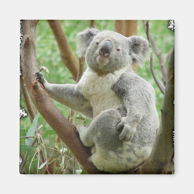 Koala Magnet (Framsidan)