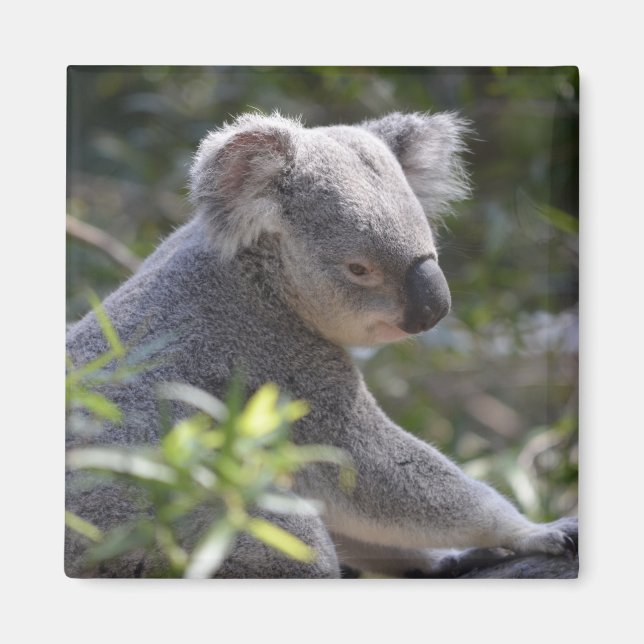 Koala Magnet (Framsidan)