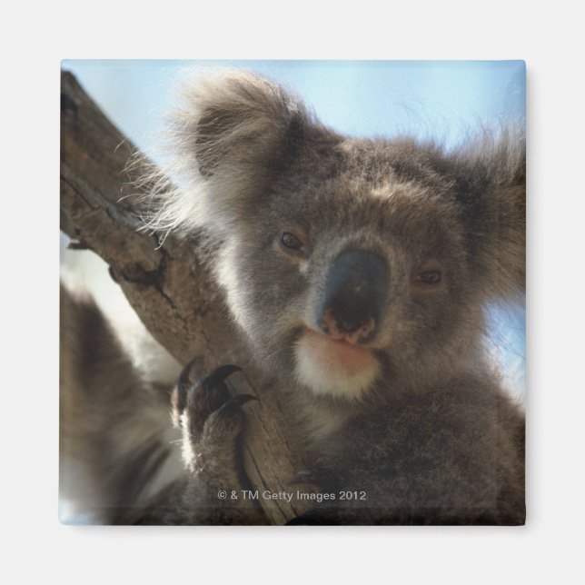 koala magnet (Framsidan)
