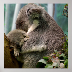 Koala Mamma och Nyfödd bebis Poster