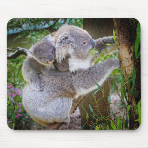 Koala mamma son musmatta