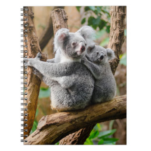 Koala med Baby i en Träd i Australien Anteckningsbok