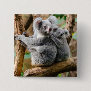 Koala med Baby i en Träd i Australien Knapp