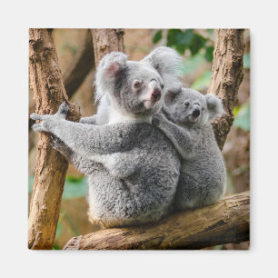 Koala med Baby i en Träd i Australien Magnet