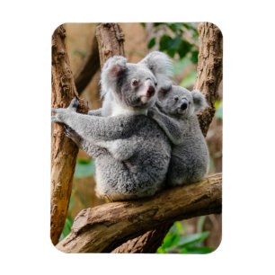 Koala med Baby i Träd i Australien Magnet