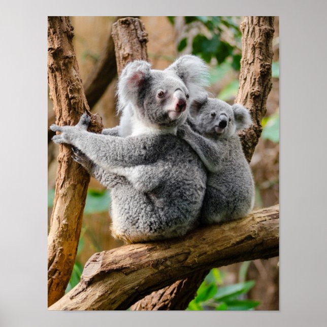 Koala med Baby i Träd i Australien Poster (Framsidan)