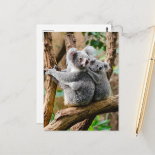 Koala med Baby i Träd i Australien Vykort