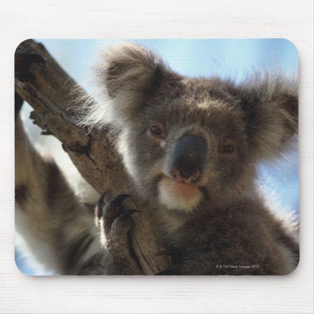 koala musmatta (Framsidan)
