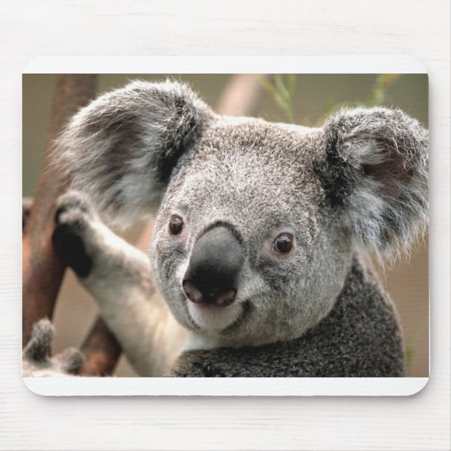 Koala Musmatta (Framsidan)