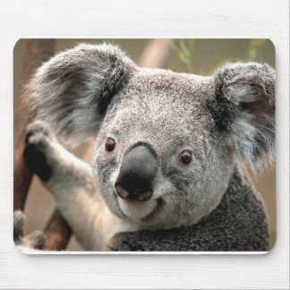 Koala Musmatta