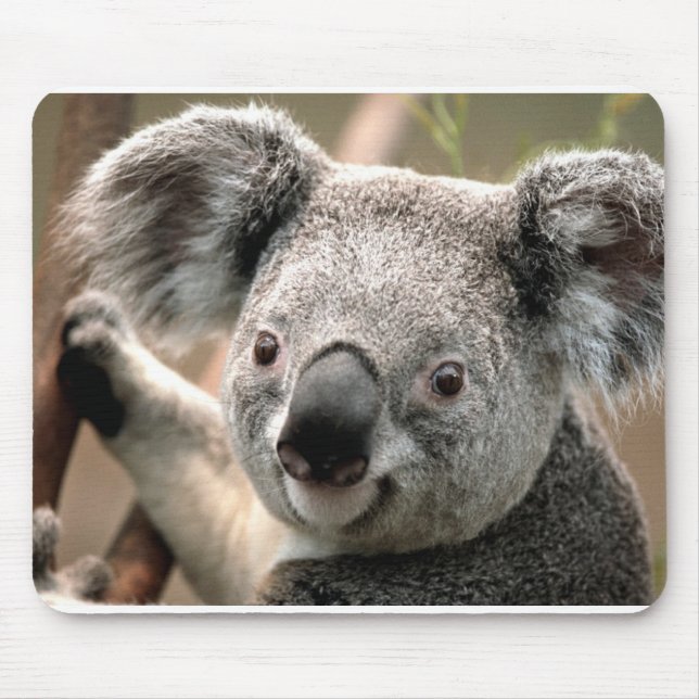 Koala Musmatta (Framsidan)