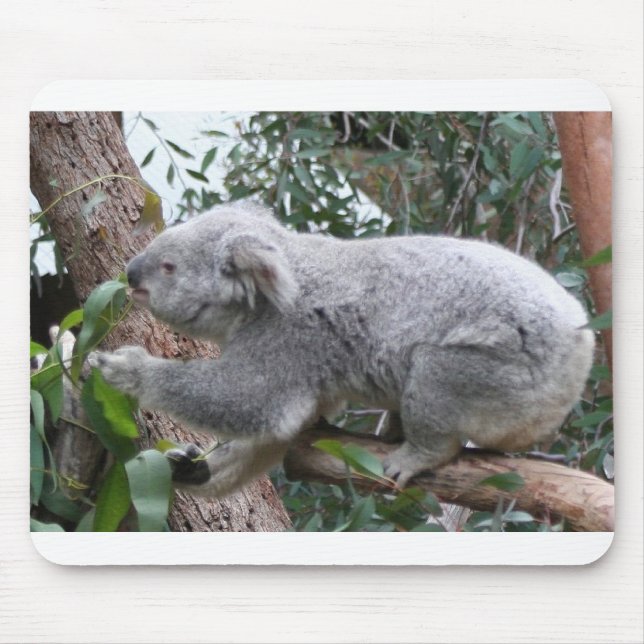 KOALA MUSMATTA (Framsidan)
