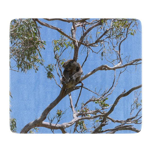 Koala Nap (Framsidan)