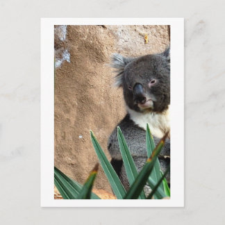Koala närbild vykort