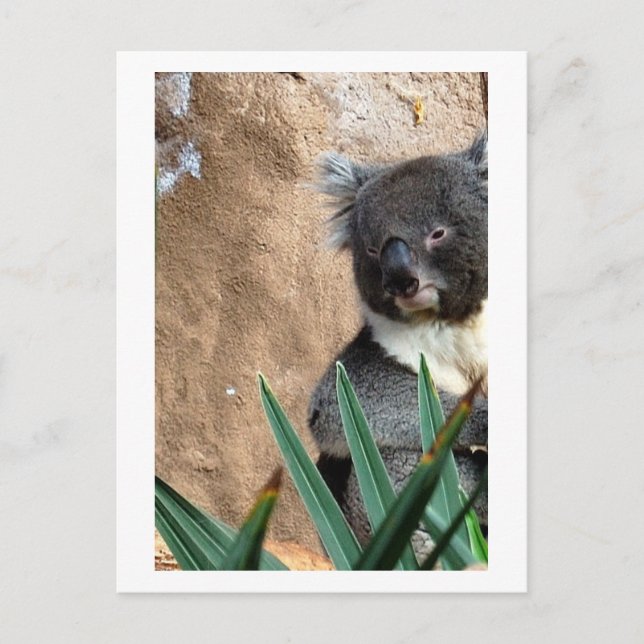 Koala närbild vykort (Framsida)
