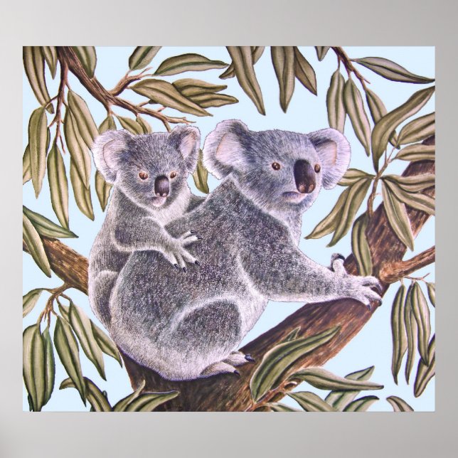 Koala och baby i Eucalyptus Träd Poster (Framsidan)