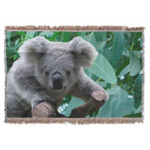 Koala och Eucalyptus