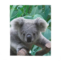 Koala och Eucalyptus