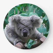 Koala och Eucalyptus