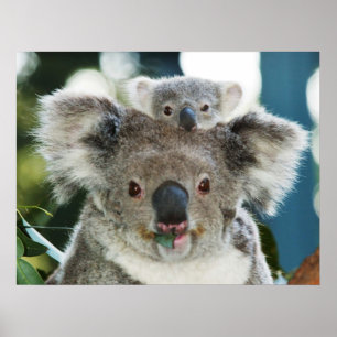 Koala och Unge Poster