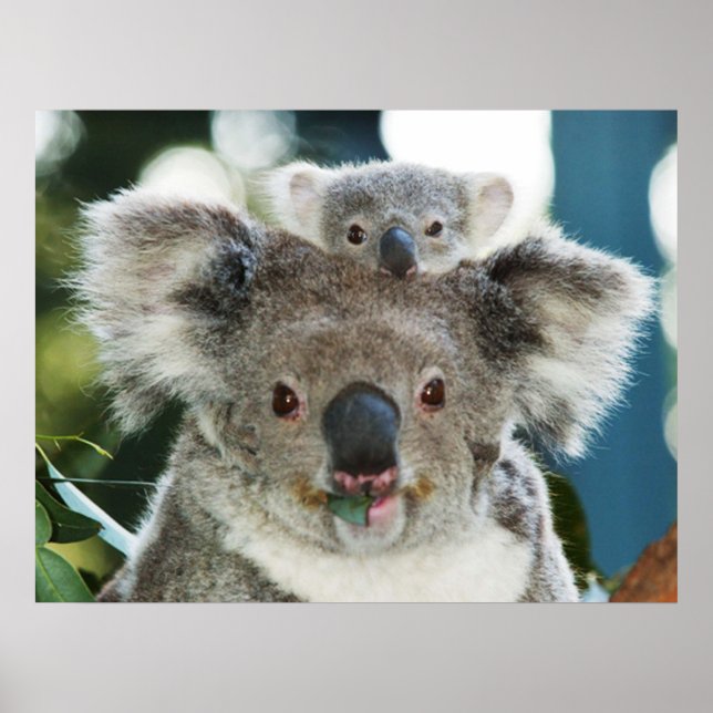 Koala och Unge Poster (Framsidan)