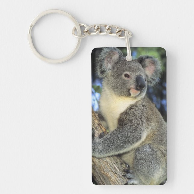 Koala, Phascolarctos cinereus), Australien, (Framsidan)