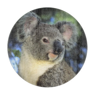 Koala, Phascolarctos cinereus), Australien,