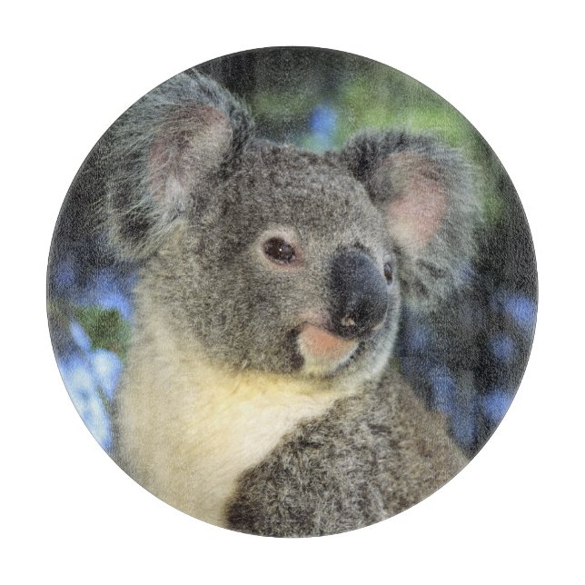 Koala, Phascolarctos cinereus), Australien (Framsidan)
