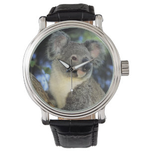 Koala, Phascolarctos cinereus), Australien, Armbandsur