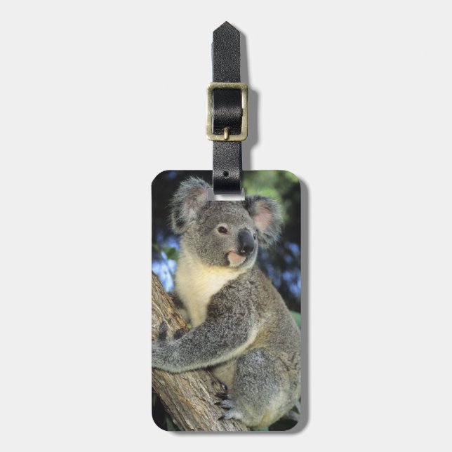 Koala, Phascolarctos cinereus), Australien, Bagagebricka (Vertikal Framsida)
