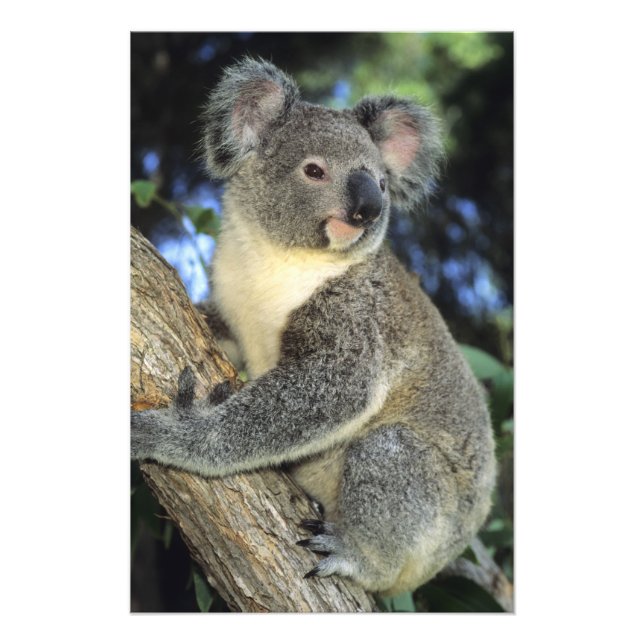 Koala, Phascolarctos cinereus), Australien Fototryck (Framsidan)