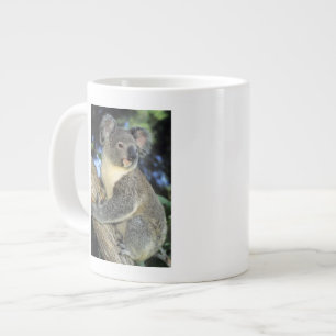Koala, Phascolarctos cinereus), Australien, Jumbo Mugg