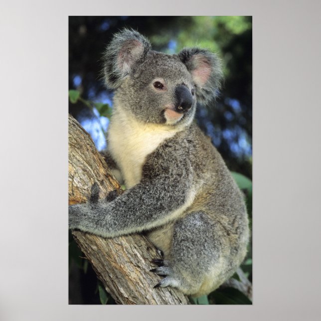 Koala, Phascolarctos cinereus), Australien Poster (Framsidan)