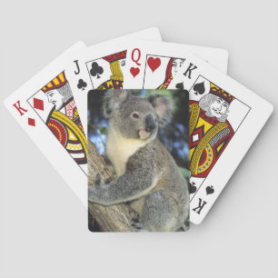 Koala, Phascolarctos cinereus), Australien, Spelkort