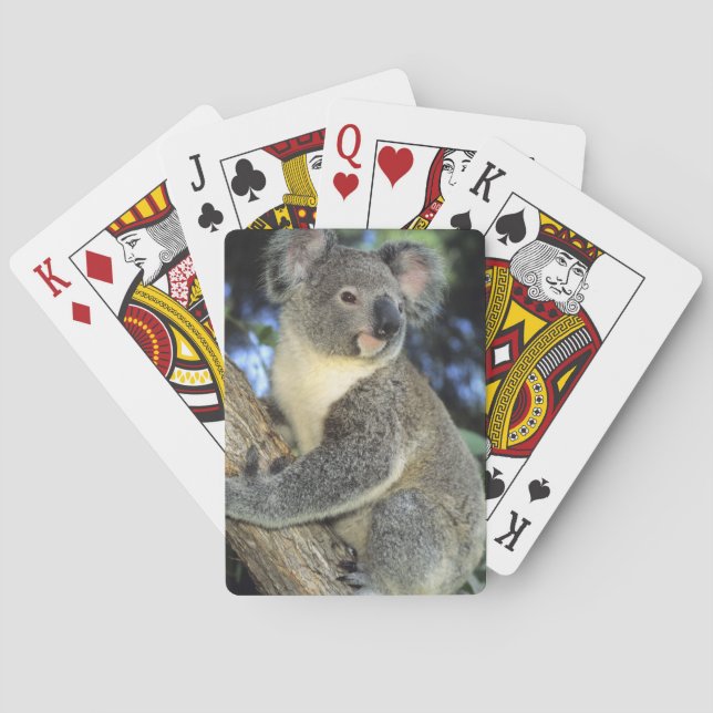 Koala, Phascolarctos cinereus), Australien, Spelkort (Baksidan)