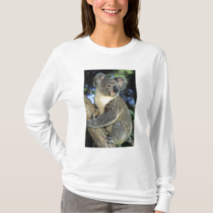 Koala, Phascolarctos cinereus), Australien, T-shirt