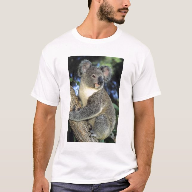 Koala, Phascolarctos cinereus), Australien, Tee (Framsida)