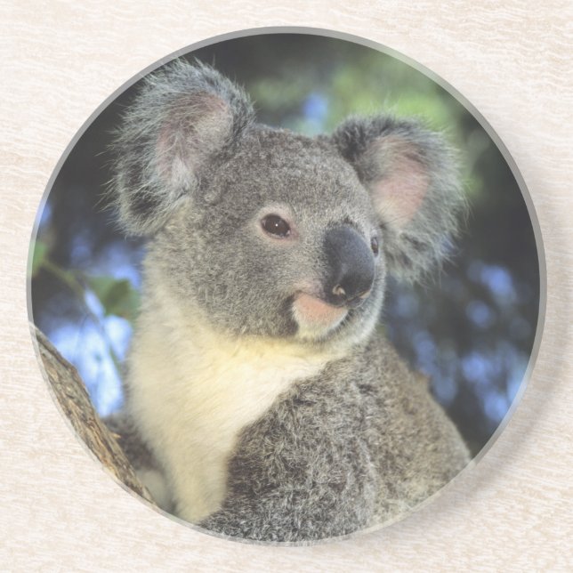 Koala, Phascolarctos cinereus), Australien Underlägg Sandsten (Framsidan)