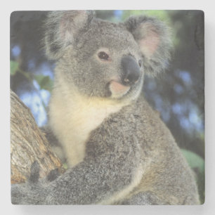 Koala, Phascolarctos cinereus), Australien, Underlägg Sten