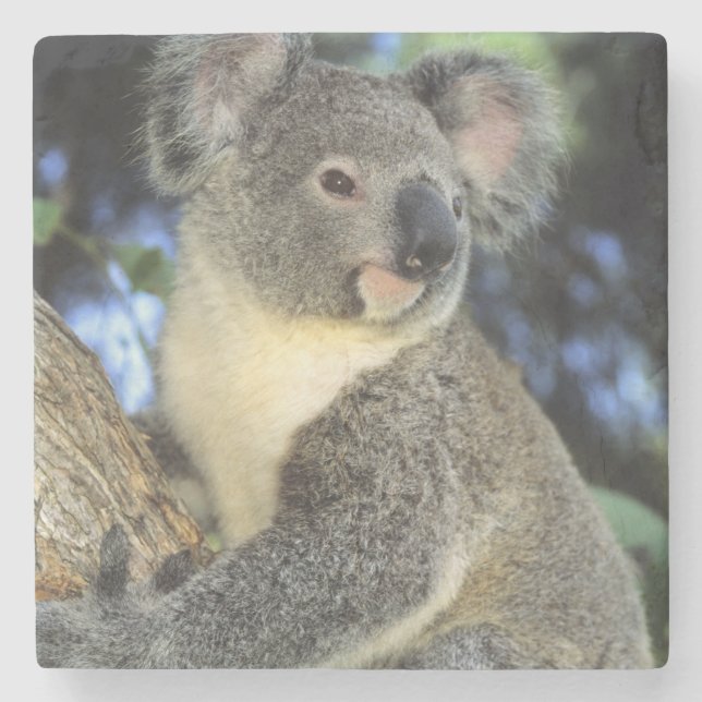 Koala, Phascolarctos cinereus), Australien, Underlägg Sten (Framsidan)