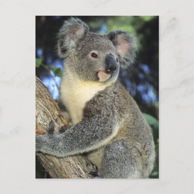Koala, Phascolarctos cinereus), Australien Vykort (Framsida)
