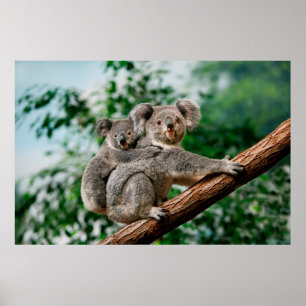 Koala, phascolarctos cinereus, Female med dig Poster