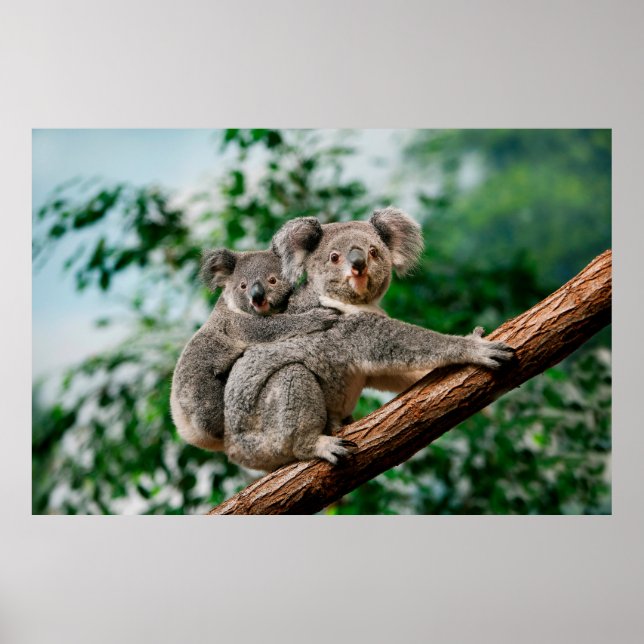 Koala, phascolarctos cinereus, Female med dig Poster (Framsidan)
