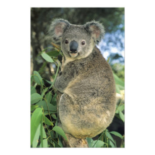 Koala, Phascolarctos cinereus), hotad, Fototryck