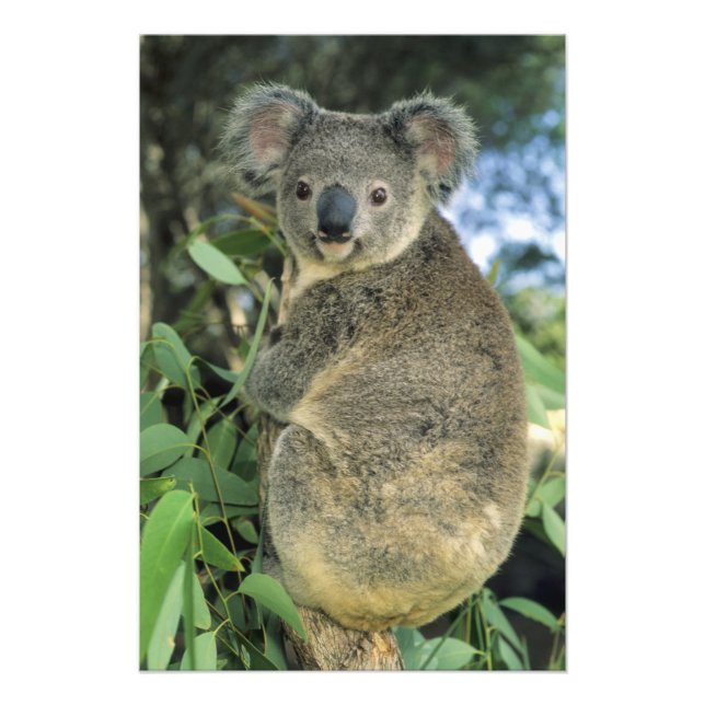 Koala, Phascolarctos cinereus), hotad, Fototryck (Framsidan)